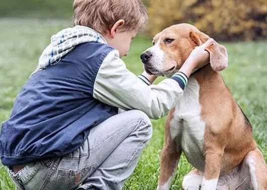 2026宠物类目趋势变了，亚马逊选品别再只做“萌系产品”