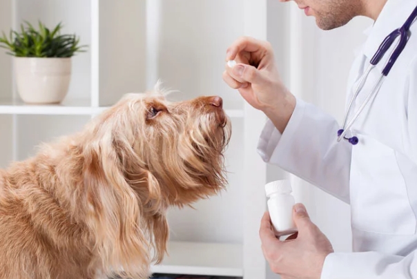 在亚马逊销售宠物药品/处方药的条件是什么