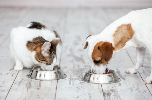 在亚马逊商店销售宠物用品的3个步骤